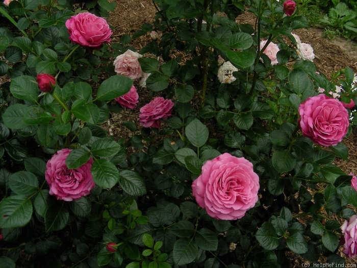 'Gemma (Floribunda, Harkness, 2003)' rose photo