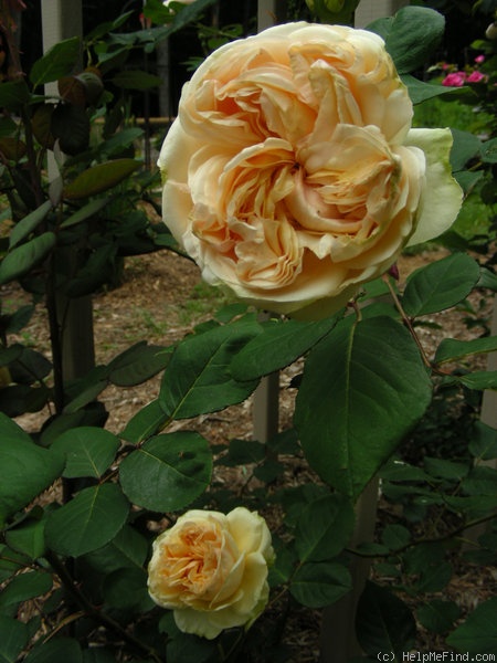 'Apricot Sky ®' rose photo