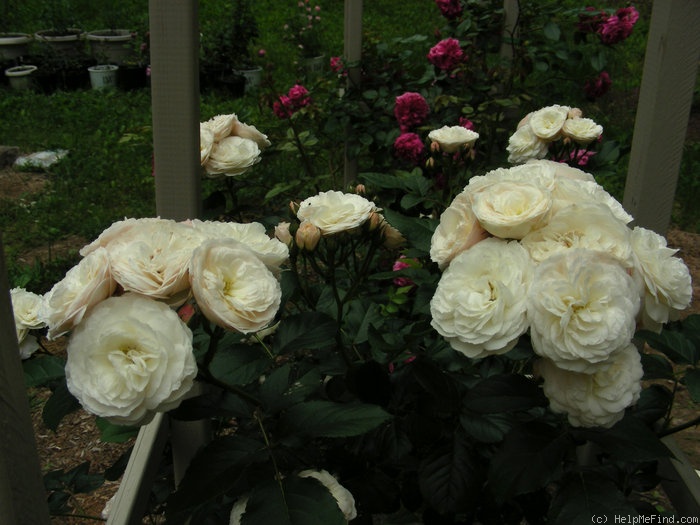 'Bouquet Parfait ® (Hybrid Musk, Lens, 1989)' rose photo