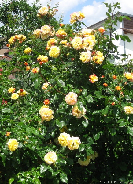 'Rugelda ®' rose photo