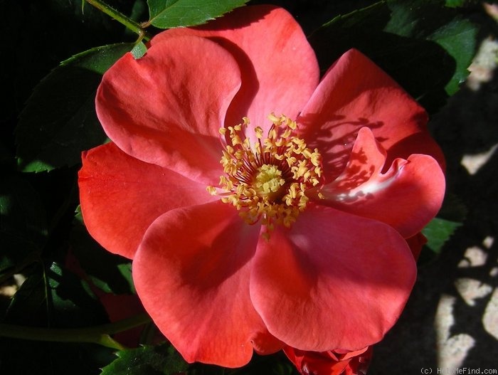 'Poppy (floribunda, Soenderhousen, 1960)' rose photo