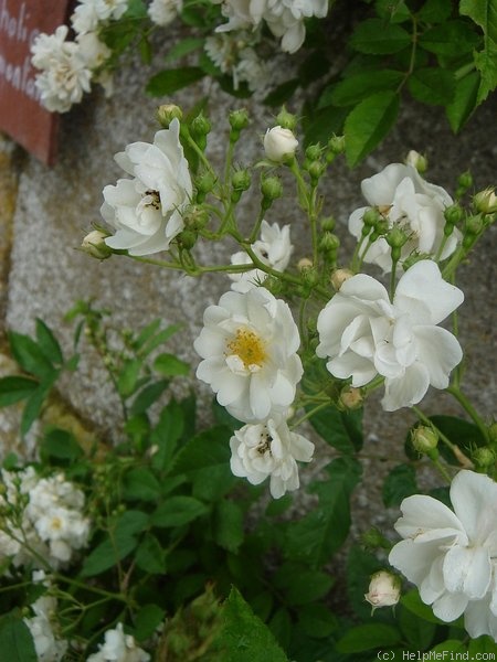 'Thalia Remontant' rose photo