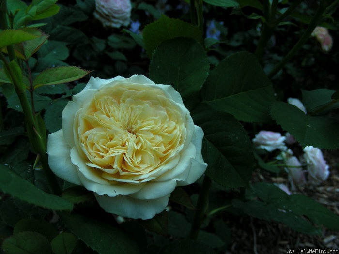 'Symphony ® (shrub, Austin 1986)' rose photo