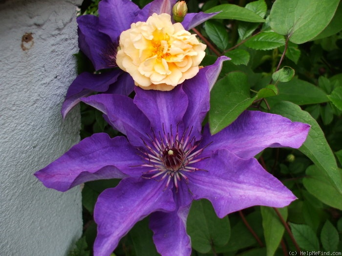'Ghislaine de Féligonde' rose, click to enlarge 'Ghislaine de Féligonde' rose photo