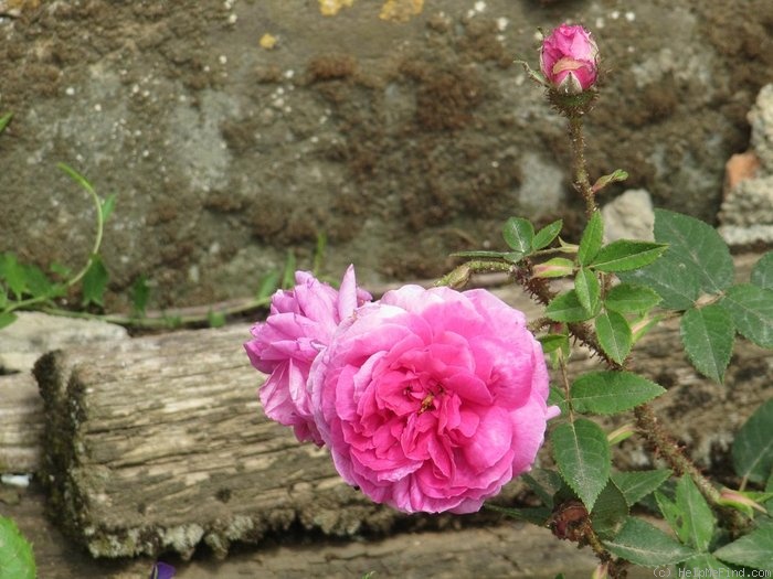 'Little Gem (moss, Paul, 1880)' rose photo