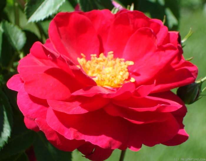 'Henry Kelsey' rose photo
