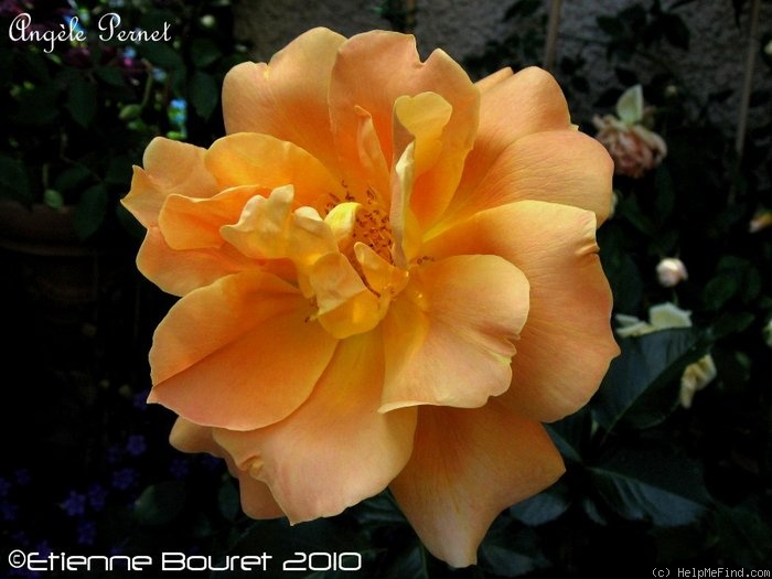 'Angèle Pernet (pernetiana, Pernet-Ducher 1923)' rose, click to enlarge 'Angèle Pernet (pernetiana, Pernet-Ducher 1923)' rose photo