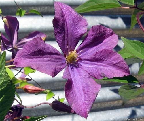 'C. viticella 'Blue Belle'' clematis photo