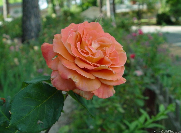 'Exotica ®' rose photo