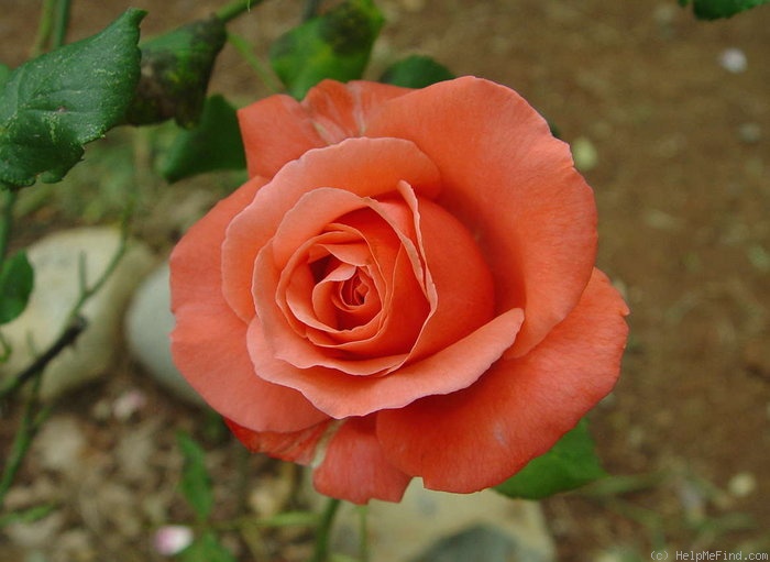 'Red Tropicana' rose photo