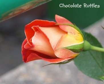 'Chocolate Ruffles ®' rose photo