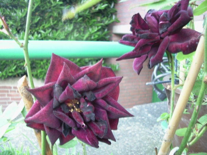 'Louis XIV (china, Guillot, 1859)' rose, click to enlarge 'Louis XIV (china, Guillot, 1859)' rose photo