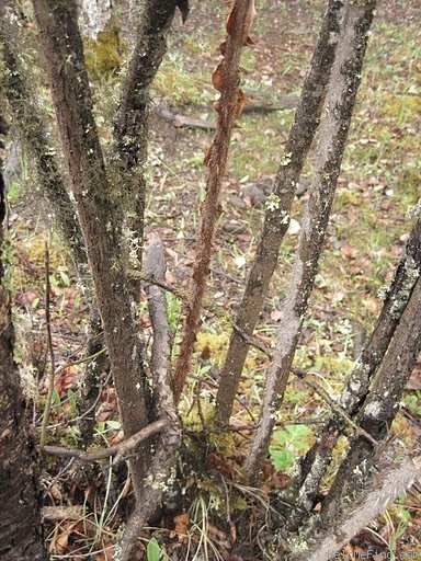 'R. sericea pteracantha' rose photo