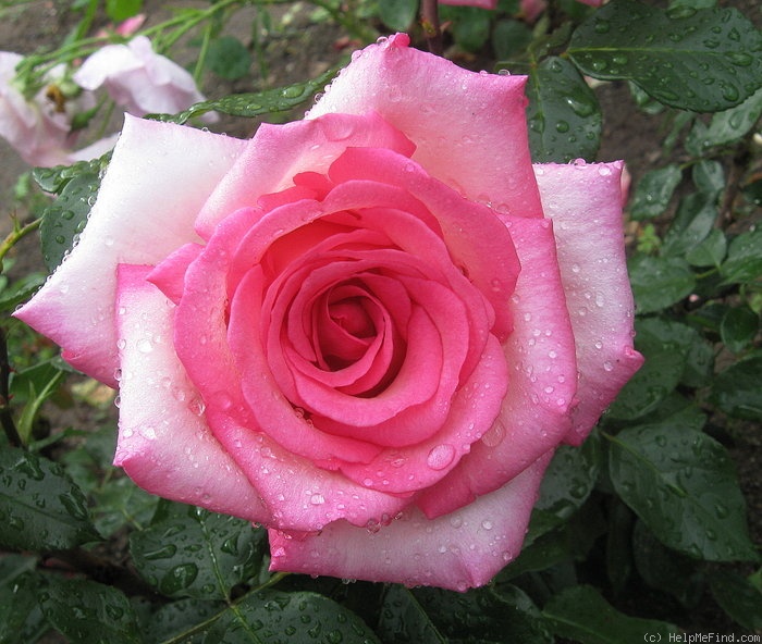 'Wimi' rose photo