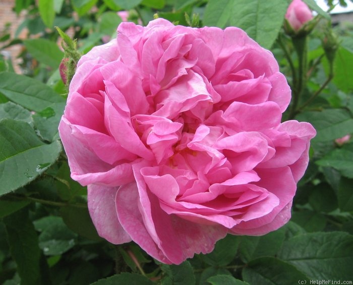 'Sophie de Marsilly (moss, Moreau & Robert, 1863)' rose photo