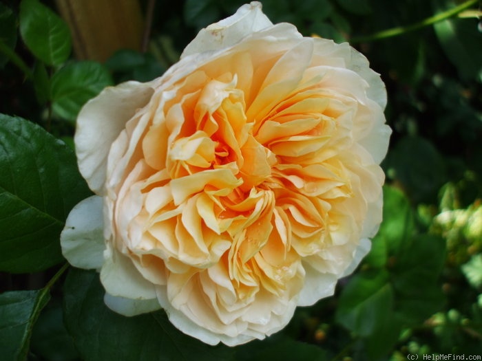 'Jayne Austin (shrub, Austin 1993)' rose photo