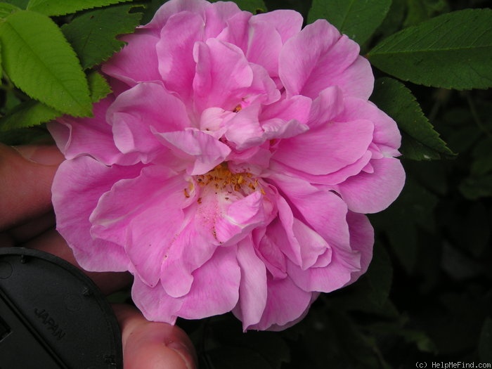 'Thérèse Bugnet (Rugosa, Bugnet, 1941)' rose photo