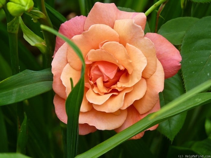 'Honeysweet' rose photo
