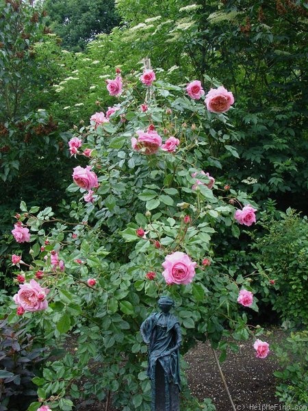 'Elly J. Nieborg' rose photo