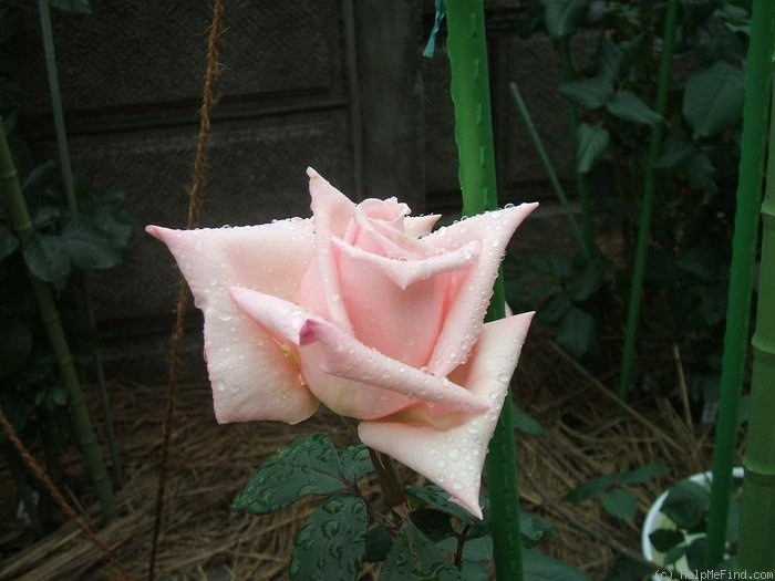 'Lady Beauty' rose photo