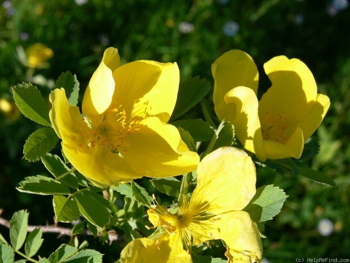 'R. hemisphaerica rapini' rose photo