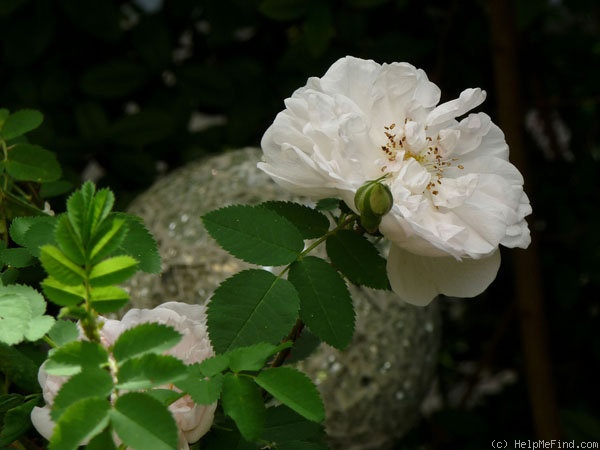 'Stanwell Perpetual (Spinosissima, Lee before 1821)' rose photo