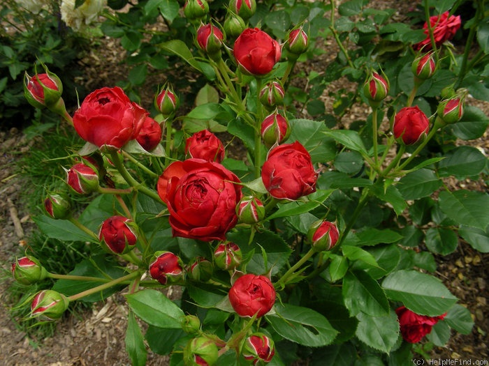 'François Rabelais' rose photo