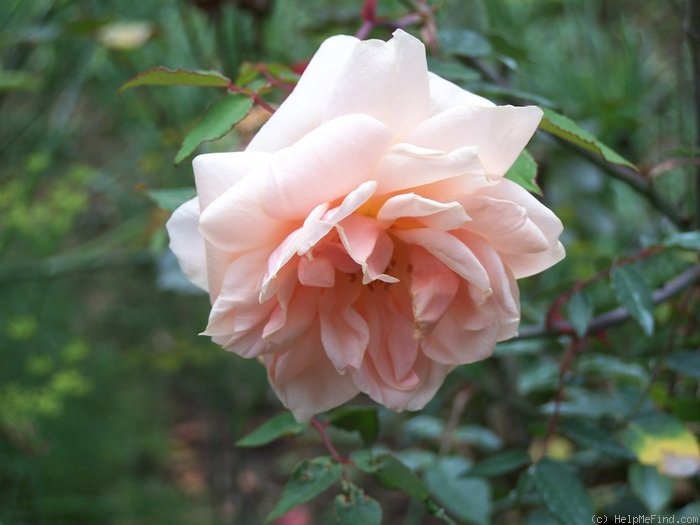'Aussie Sixer' rose photo