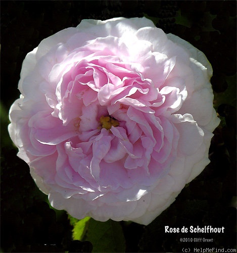 'Rose Schelfhout' rose photo