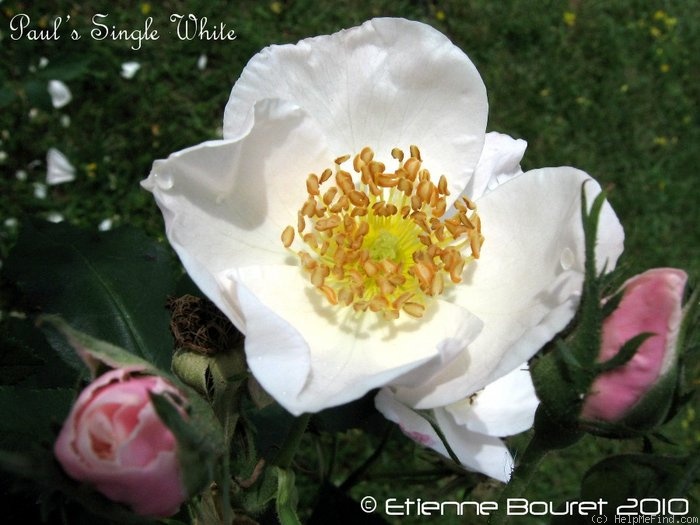 'Paul's Single White' rose photo