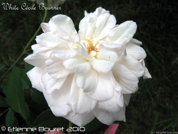 'White Cécile Brunner' rose photo