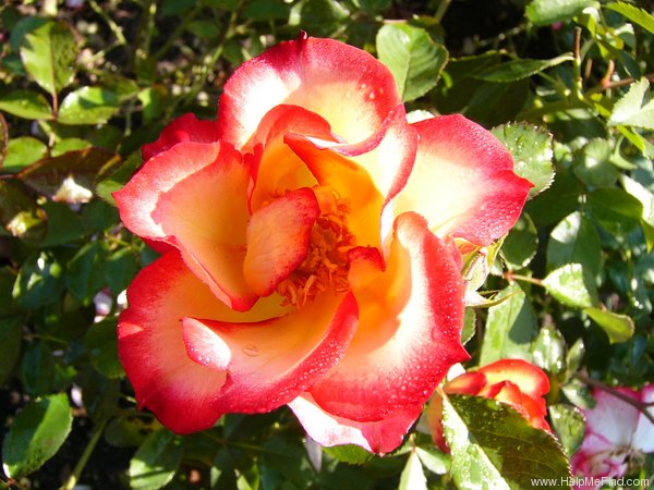 'Betty Boop ™ (Floribunda, Carruth, 1999)' rose, click to enlarge 'Betty Boop ™ (Floribunda, Carruth, 1999)' rose photo