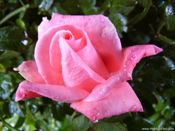 'Dolce Vita ® (hybrid tea, Delbard, 1971)' rose photo