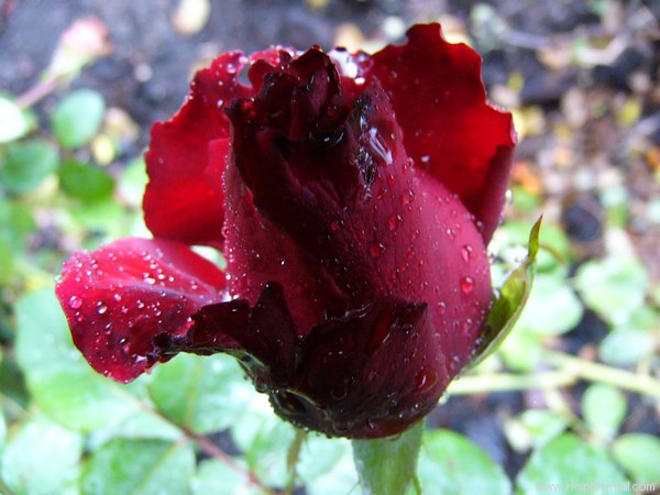'Marcel Pagnol ®' rose photo
