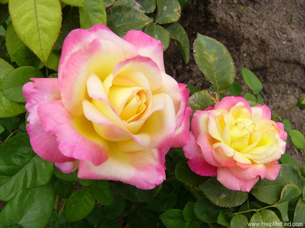 'BAIpeace' rose photo