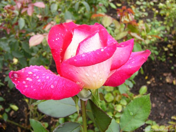 'Bolchoï ® (hybrid tea, Meilland, 1996)' rose photo