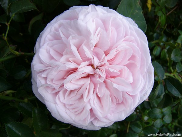 'Climbing Souvenir de la Malmaison' rose photo