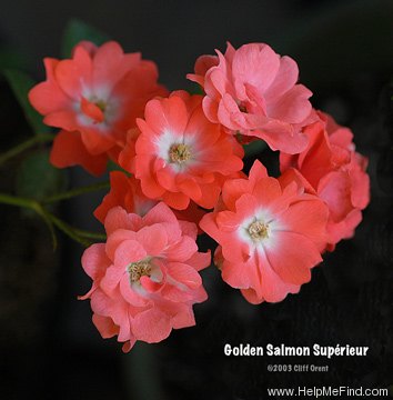'Golden Salmon Supérieur' rose photo