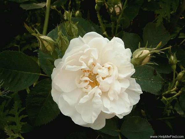 'Suaveolens (alba, unknown, before 1750)' rose photo