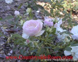 'Pink Revelation' rose photo