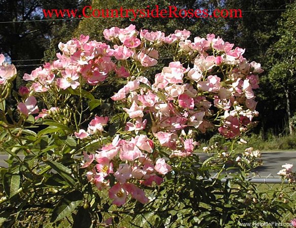 'Ballerina (hybrid musk, Bentall, 1937)' rose, click to enlarge 'Ballerina (hybrid musk, Bentall, 1937)' rose photo