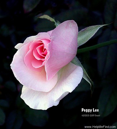 'Peggy Lee' rose photo