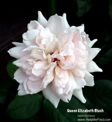 'Queen Elizabeth Blush' rose photo