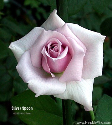 'Silver Spoon' rose photo