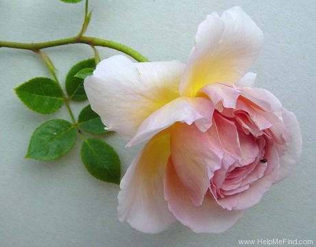 'Abraham Darby' rose photo