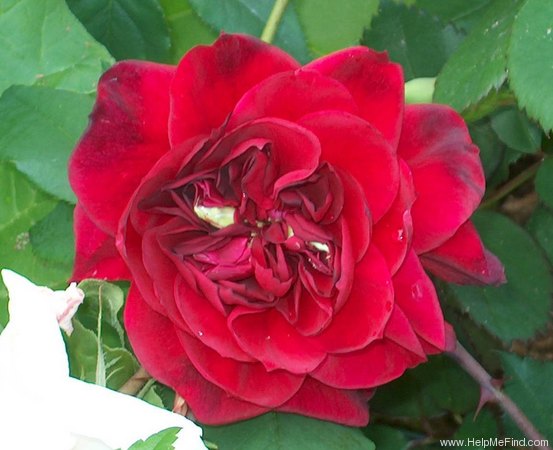 'Quadra' rose photo