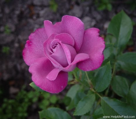 'Blue River ® (hybrid tea, Kordes, 1984)' rose photo