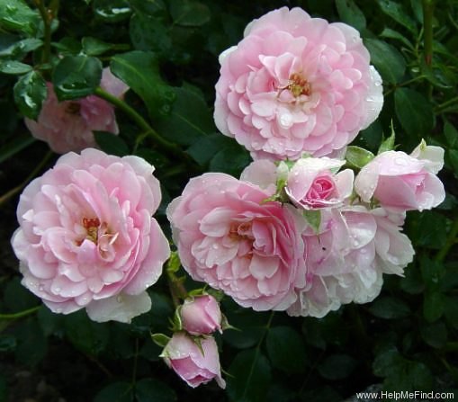 'Bonica '82' rose photo
