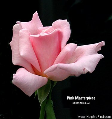 'Pink Masterpiece' rose, click to enlarge 'Pink Masterpiece' rose photo
