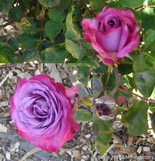 'Blue Chip' rose photo